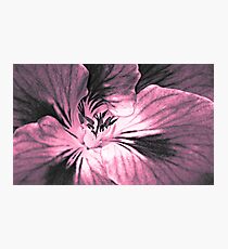 Geranium (duotone) Photographic Print