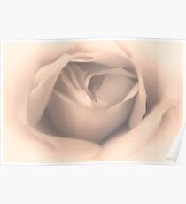 White Rose (duotone) Poster