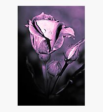 Rosebuds (duotone) Photographic Print