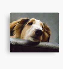A Borzoi Perspective Canvas Print