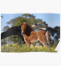 Chestnut Shetland Foal on a hilltop Poster