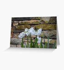 White Daffodils Greeting Card