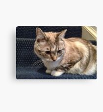Parker Canvas Print