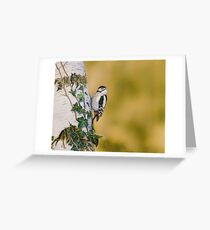 Great-Spotted Woodpecker on Silver Birch Greeting Card