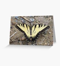 Eastern Tiger Swallowtail Butterfly Greeting Card