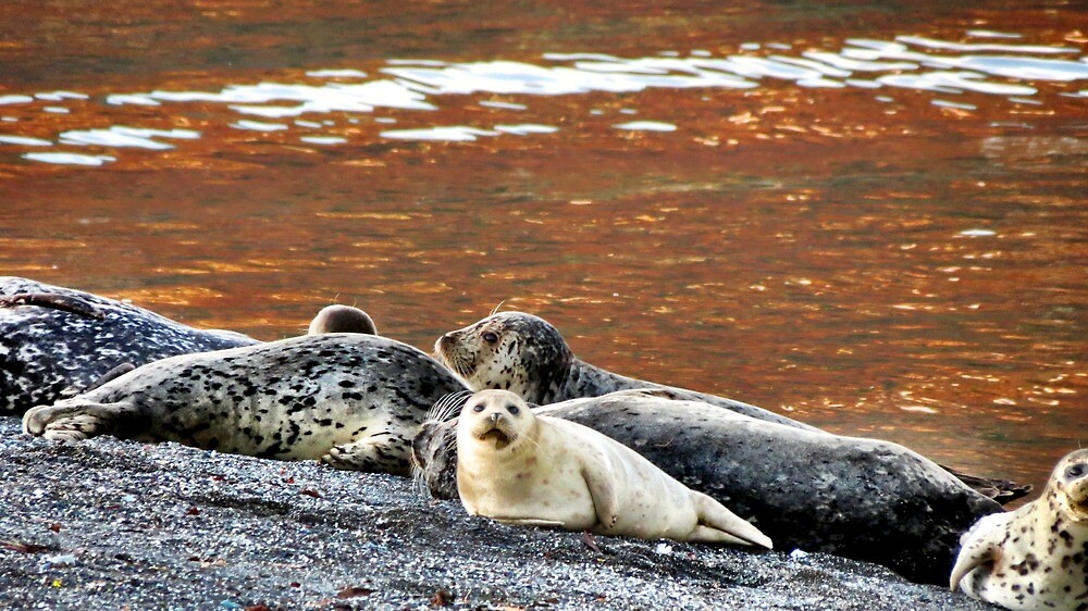 "Seals at Goat Rock, Northern California" by gigglefactory18 Redbubble