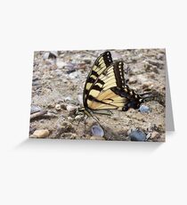 Eastern Tiger Swallowtail Butterfly Greeting Card