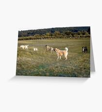auf der hundewiese Greeting Card