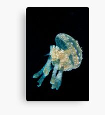 Jellyfish Canvas Print
