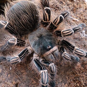 pink zebra beauty tarantula