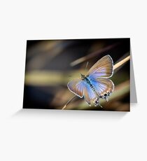 Cycad Blue Butterfly Greeting Card