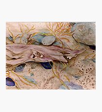 Dogfish: Haida Gwaii Photographic Print