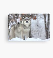 ...when a wolf cross your path ... ( see Large !! ) Canvas Print