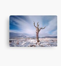 Rannoch moor tree Metal Print