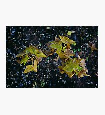 black currant Photographic Print