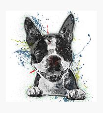 Boston Terrier Paint Splatter Photographic Print