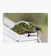 Green Tree Frog Fotodruck