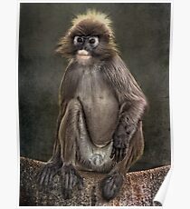 Cheeky Monkey Poster