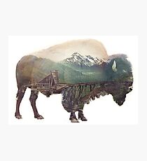 Bison and Independence Mine Photographic Print