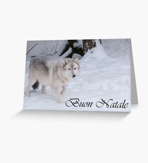 Timber Wolf Christmas Card Italian 1 Greeting Card