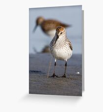 Noodles for Dinner -- Western Sandpiper Grußkarte