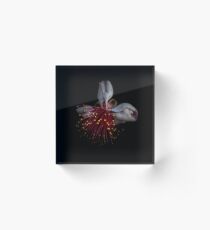 Macro Acrylic Block
