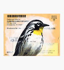 Clemson Warbler Photographic Print