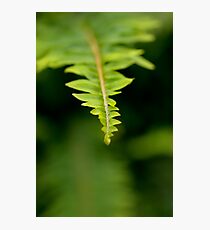 The Green Green Fern Photographic Print
