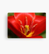 Flower Canvas Print
