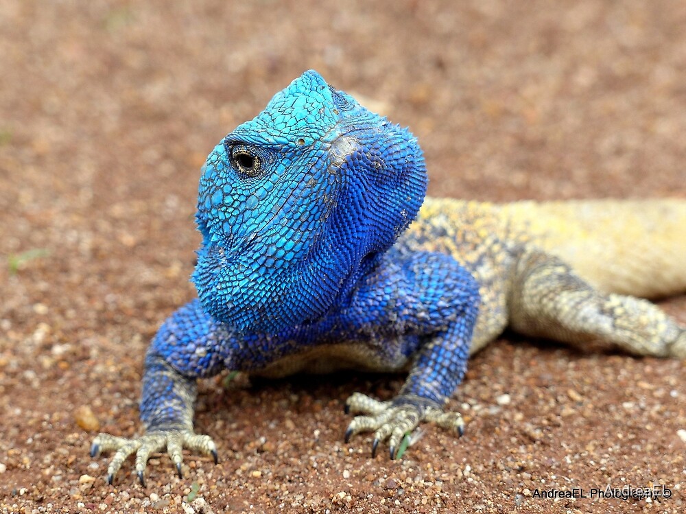 I M Having A Blue Blue Day Blue Head Agama Lizard Kurger Park Sa By Andreael Redbubble