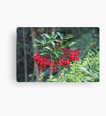 Christmas Colours for December Canvas Print