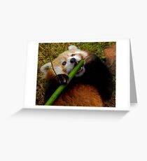 Playing Around Greeting Card