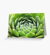 Sempervivum Grüne Rose Greeting Card