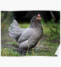 Chook Poster