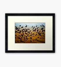 Birds. Framed Print