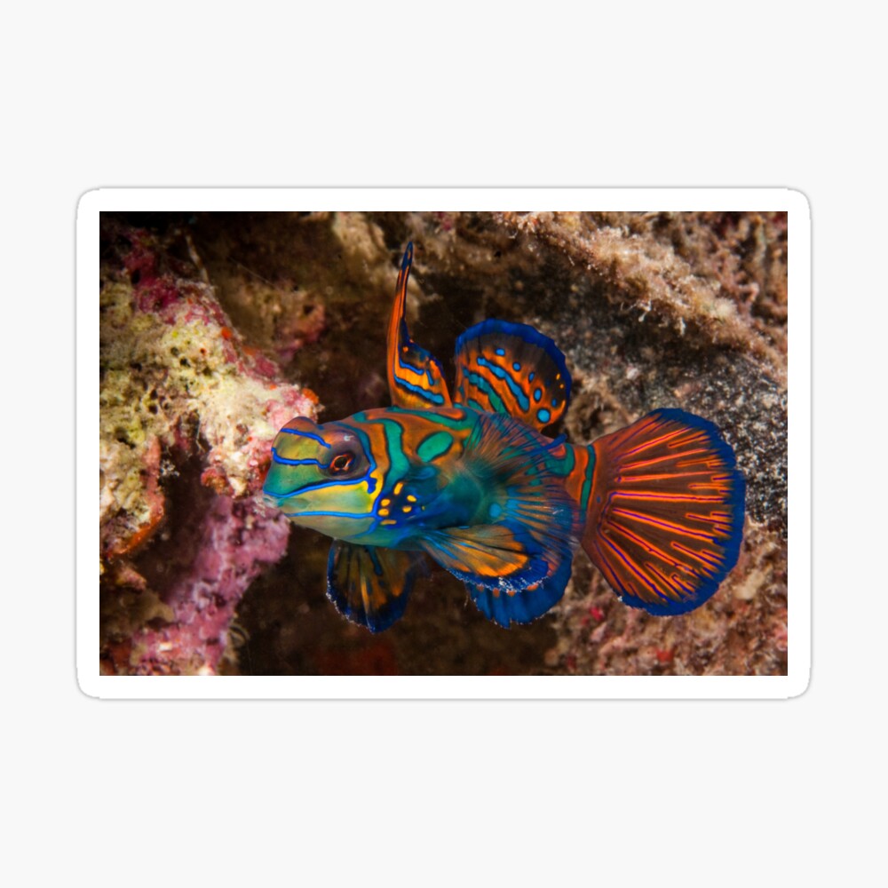 Mandarin Fish, Wakatobi National Park, Indonesia Sticker