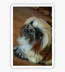 Marmoset Sticker