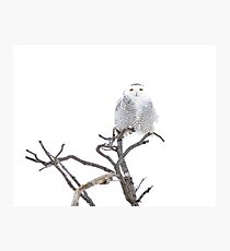 High Key Snowy Owl Photographic Print