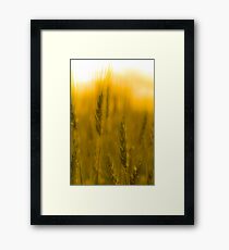 Prairie Gold Framed Print