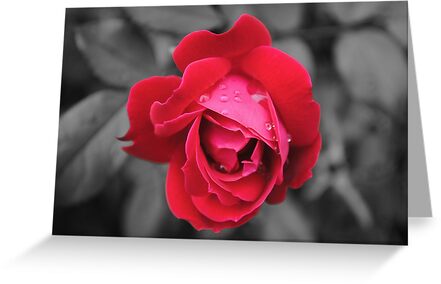 Red Rose With Black And White Background Greeting Cards By Suleyman