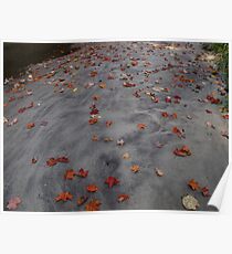 Leaves on a sand bar Poster