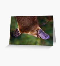 Platypus Greeting Card