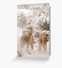 Lambs in Snow Greeting Card