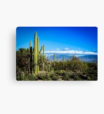 Desert Scape Canvas Print