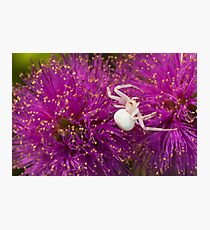 Casper, the friendly spider Photographic Print