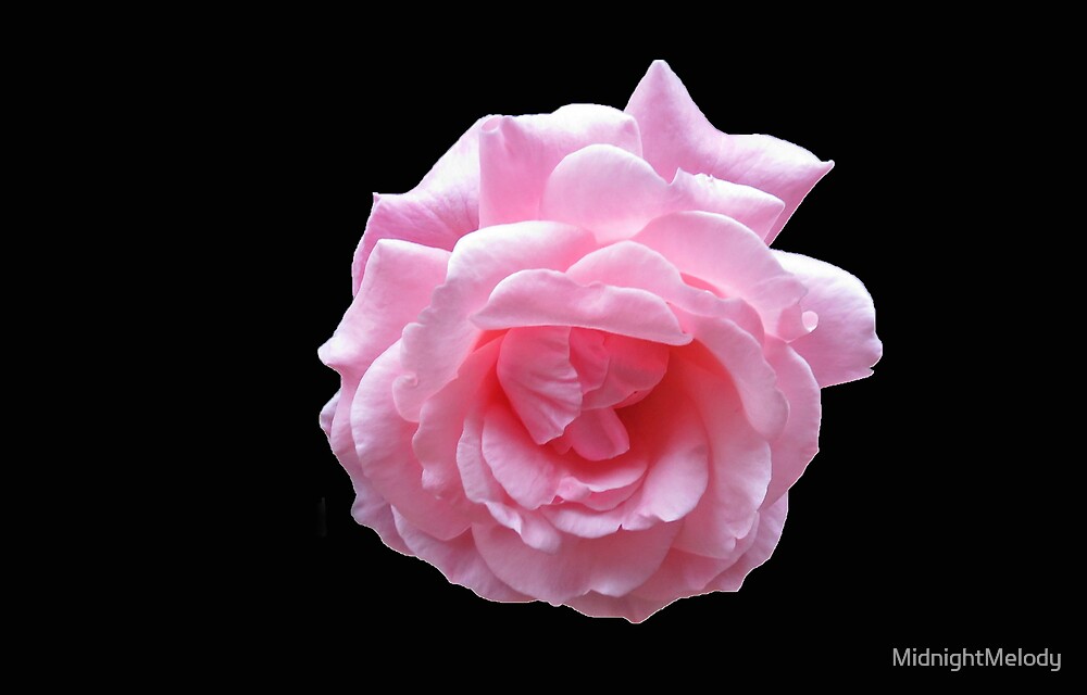 "Pretty Pink Rose On Black Background" by MidnightMelody | Redbubble
