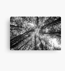 Giants Canvas Print