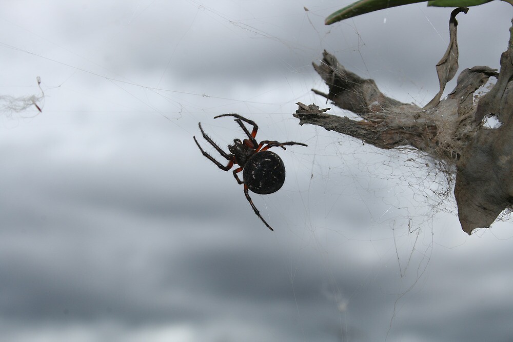 "Black Orb Weaver Spider" By Rhamm | Redbubble