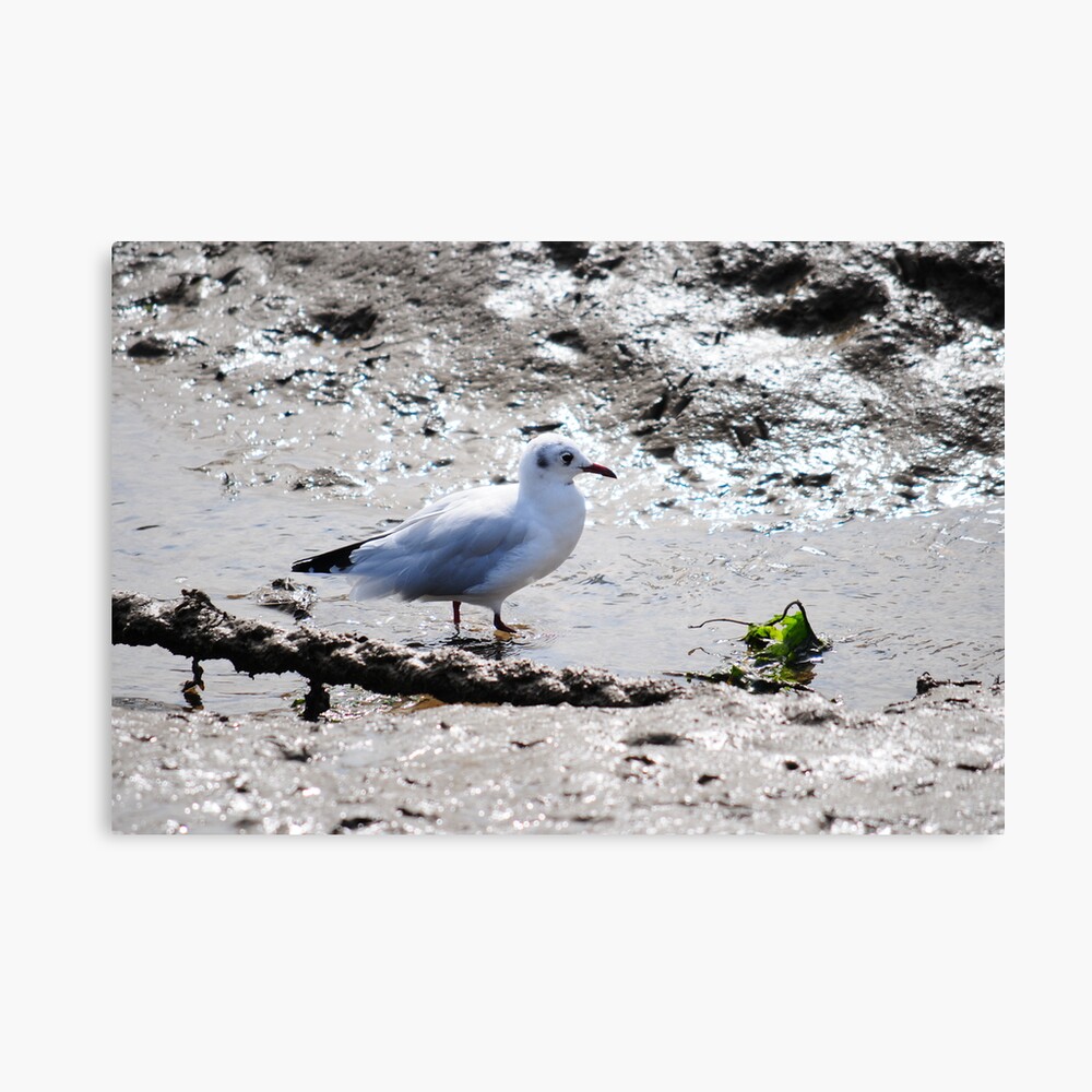 Seagull Having breakfast Canvas Print