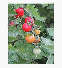 Tomatoes Photographic Print